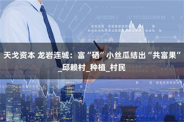天戈资本 龙岩连城：富“硒”小丝瓜结出“共富果”_邱赖村_种植_村民
