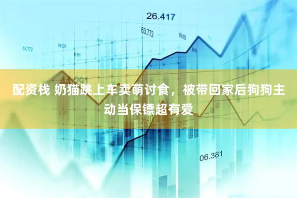 配资栈 奶猫跳上车卖萌讨食，被带回家后狗狗主动当保镖超有爱